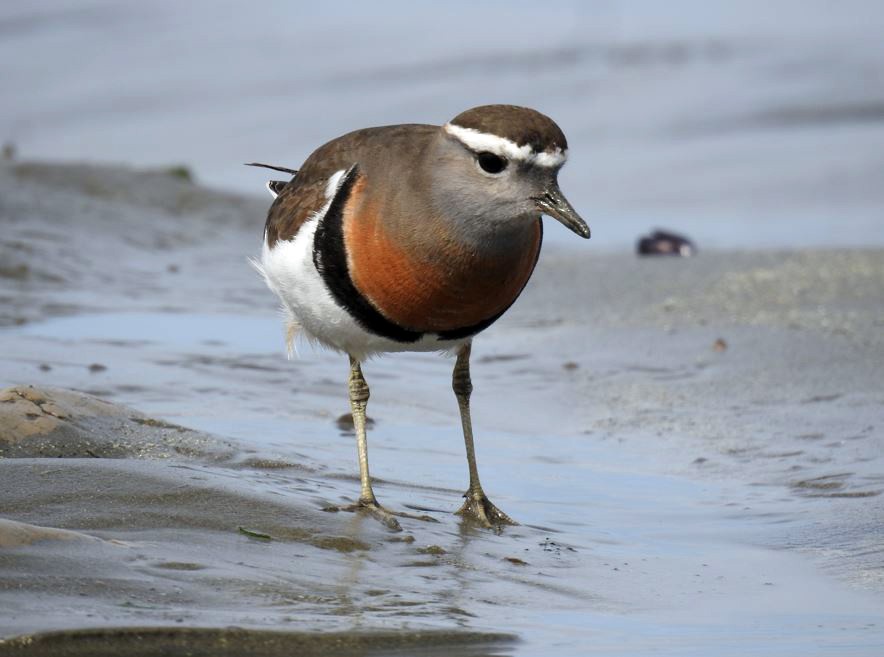 Rufous-chested Dotterel - ML492510421