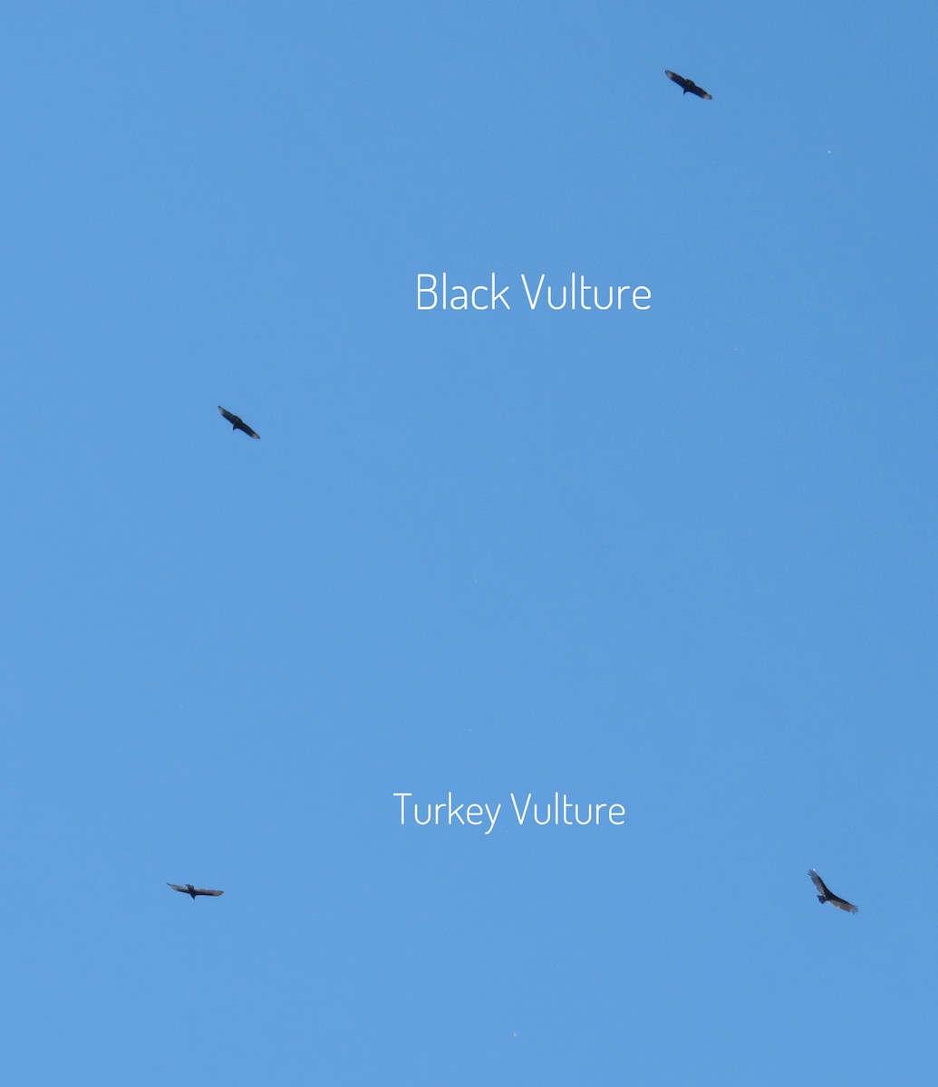 Black Vulture - Lisa Cancade Hackett