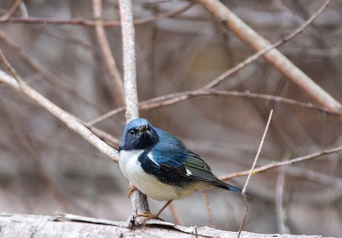 Black-throated Blue Warbler - eBird