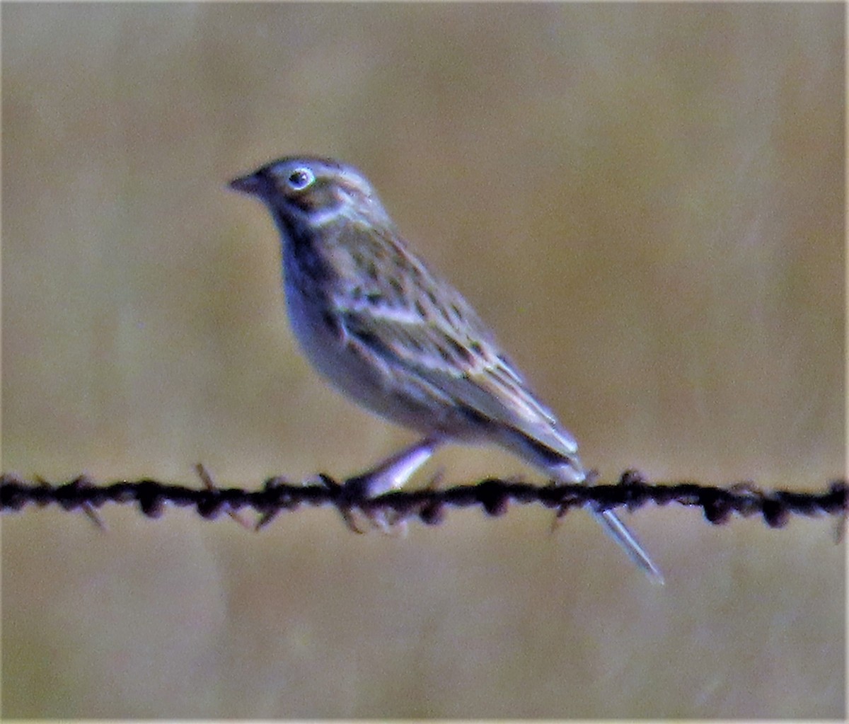 Vesper Sparrow - ML492519201
