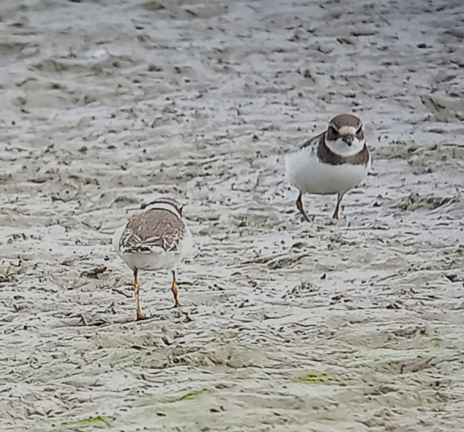 Semipalmated Plover - ML492520121