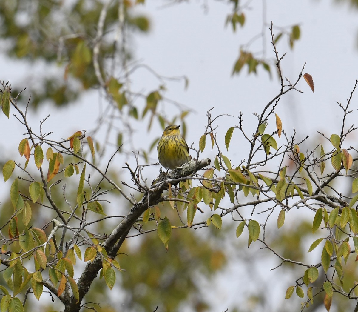 Cape May Warbler - ML492526941