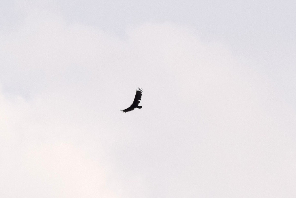 Turkey Vulture - ML49252821