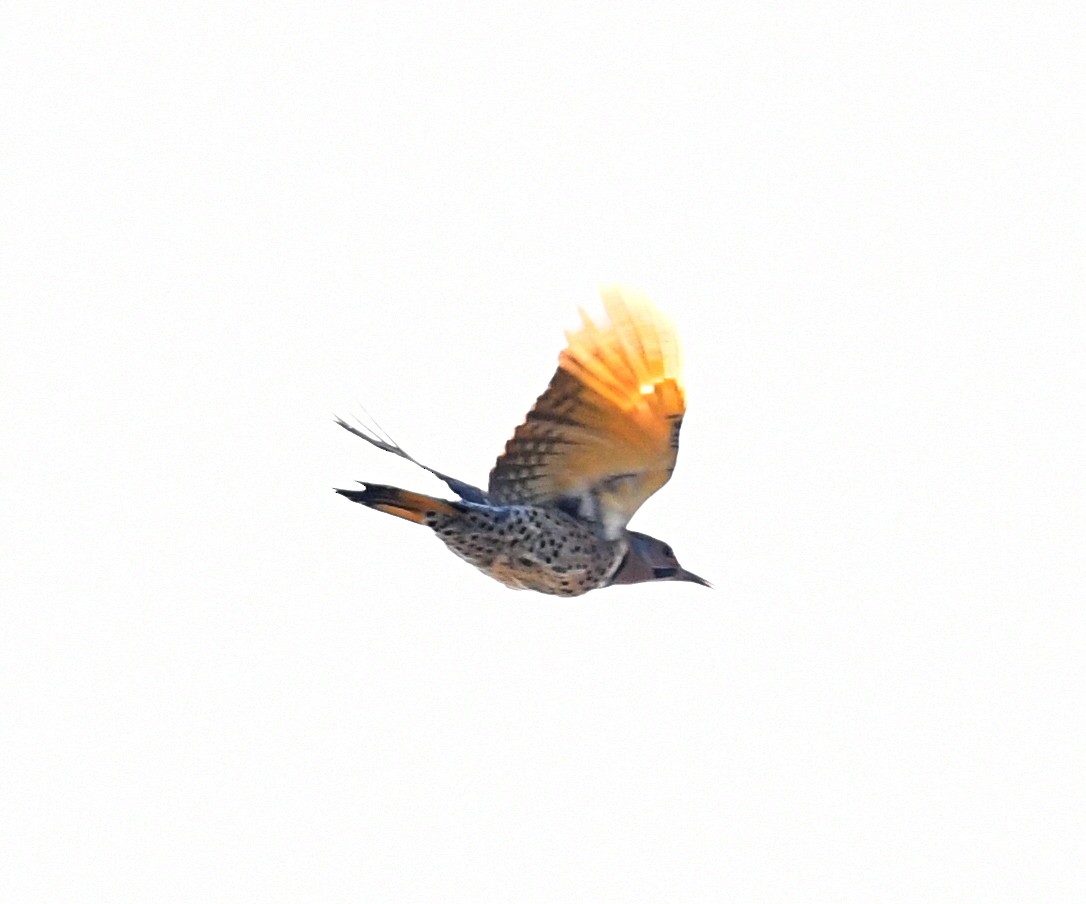 Northern Flicker (Yellow-shafted) - ML492529481