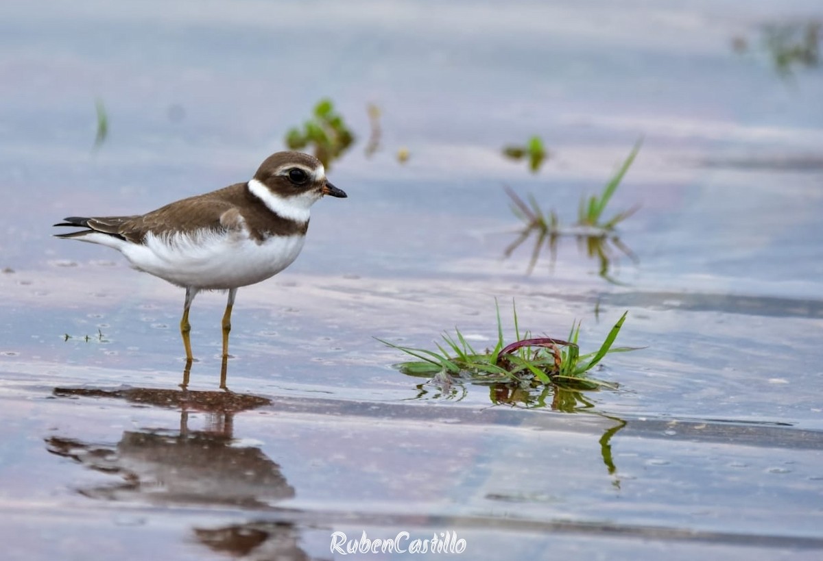 Semipalmated Plover - ML492541191