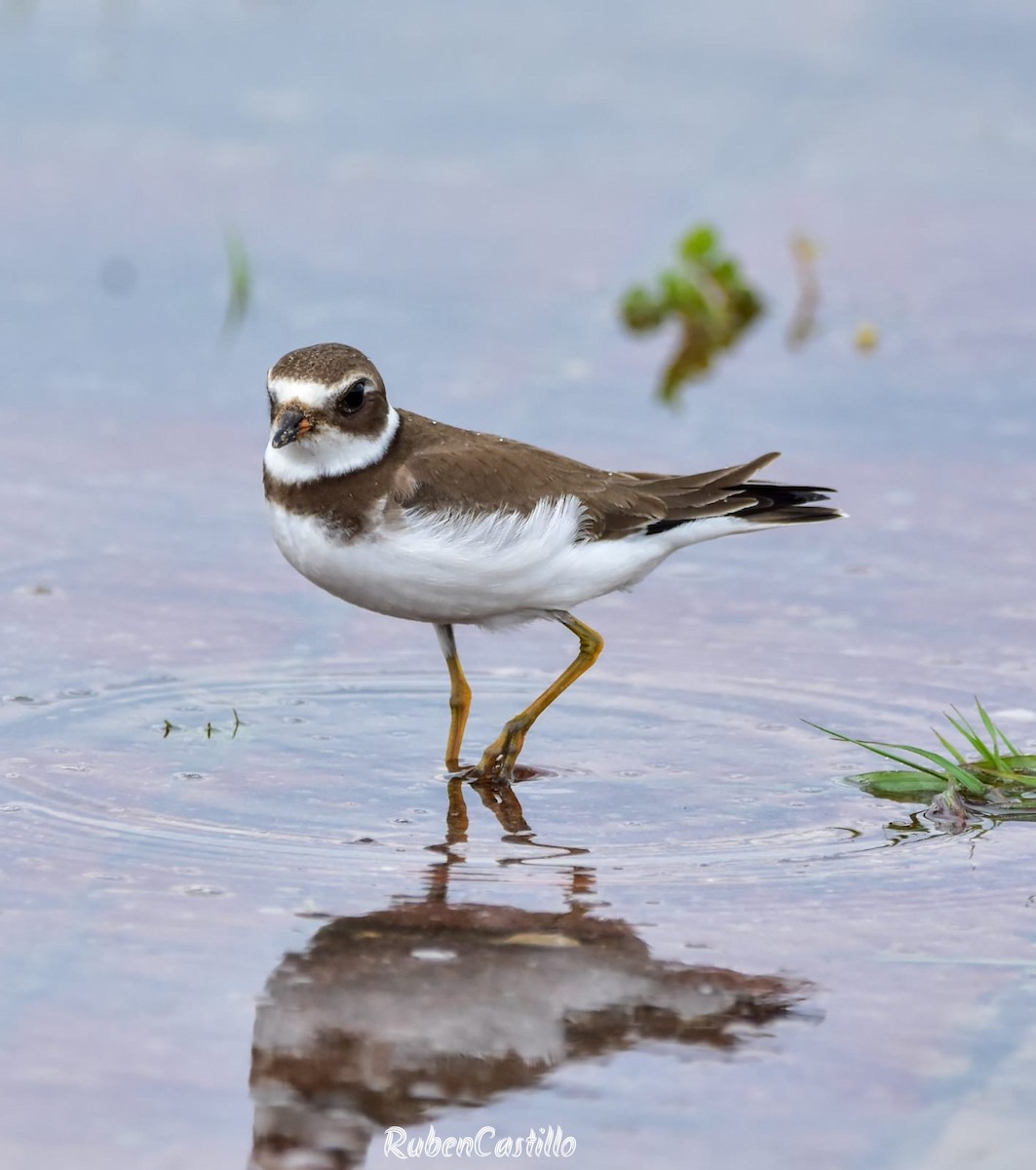 Semipalmated Plover - ML492541201
