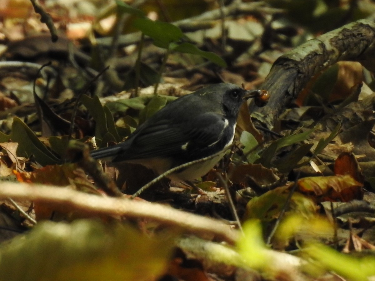 Black-throated Blue Warbler - ML492546601