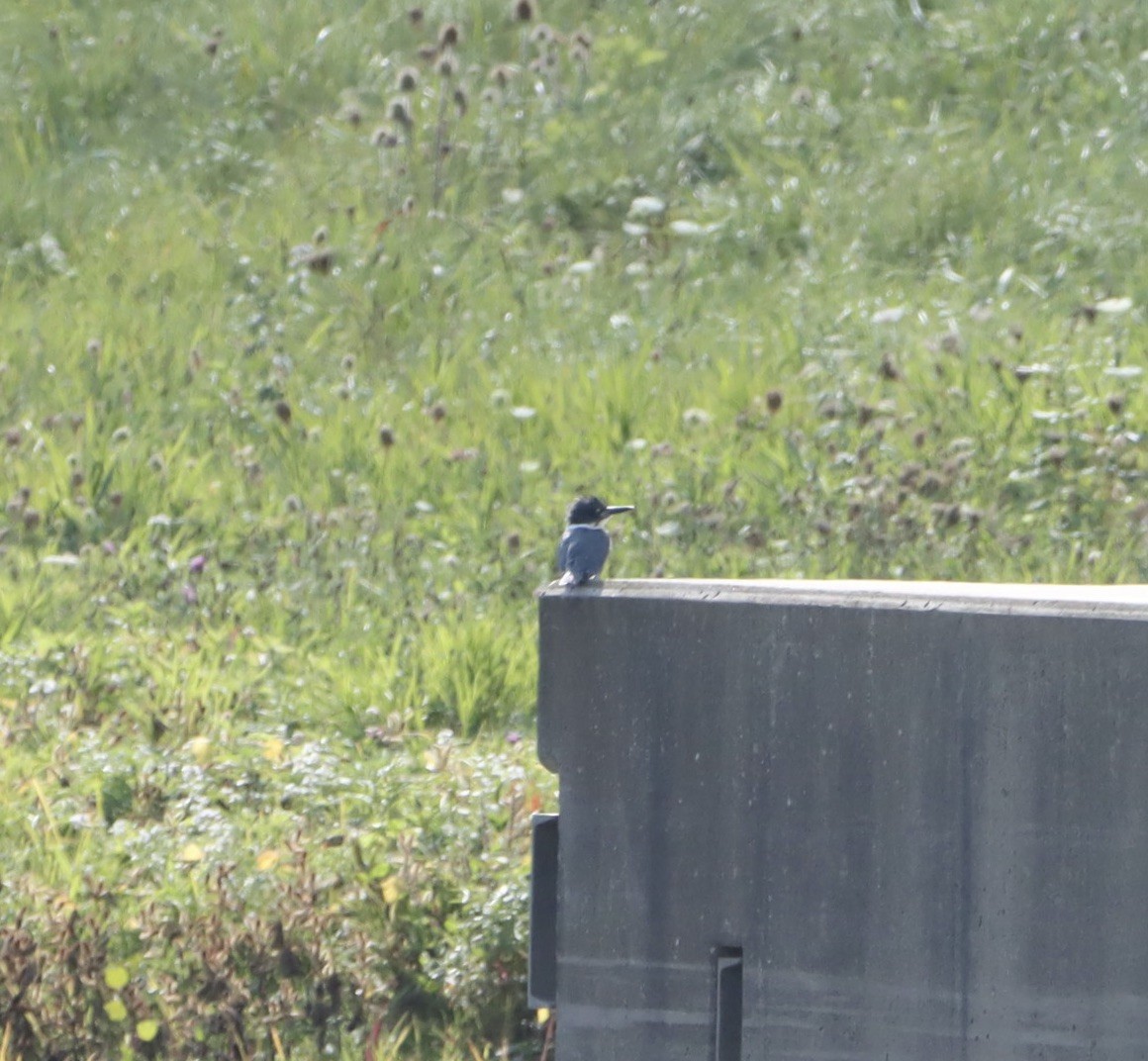 Belted Kingfisher - ML492547961