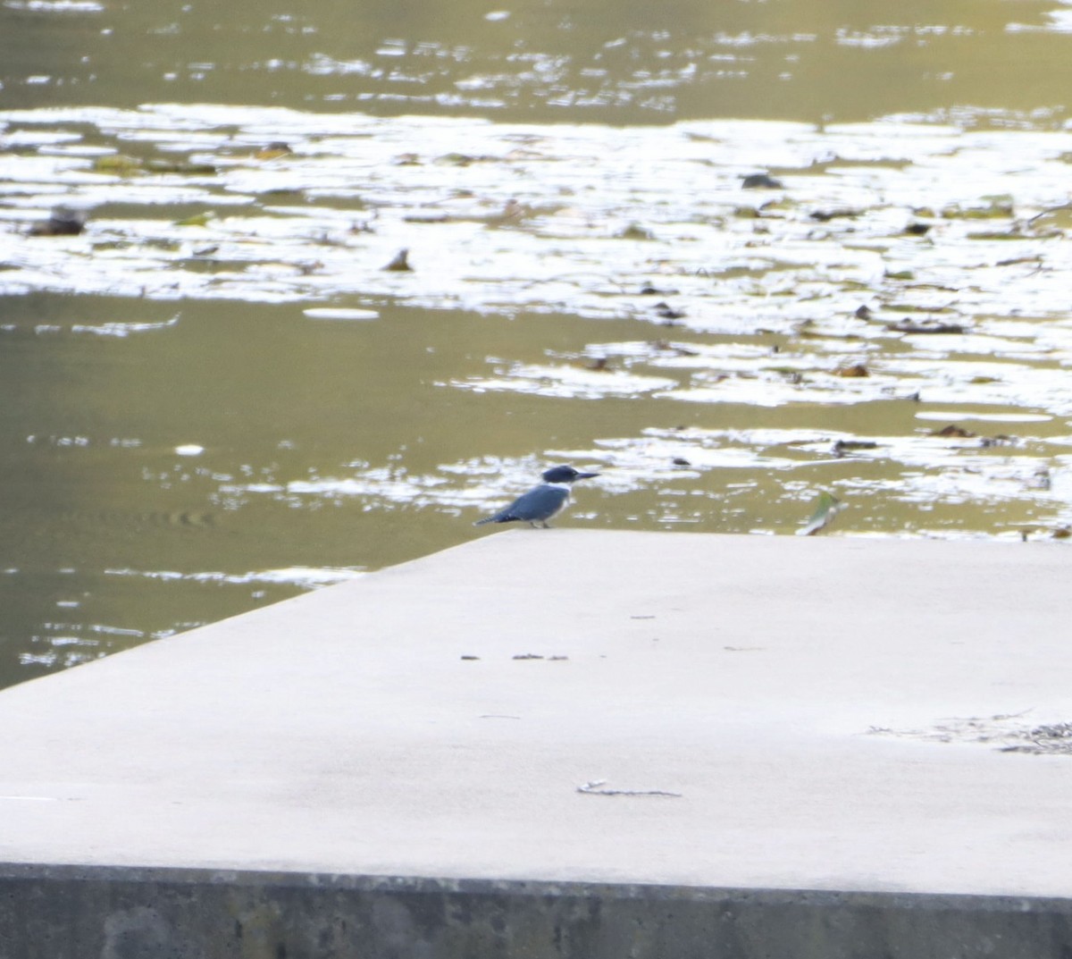 Belted Kingfisher - ML492547971