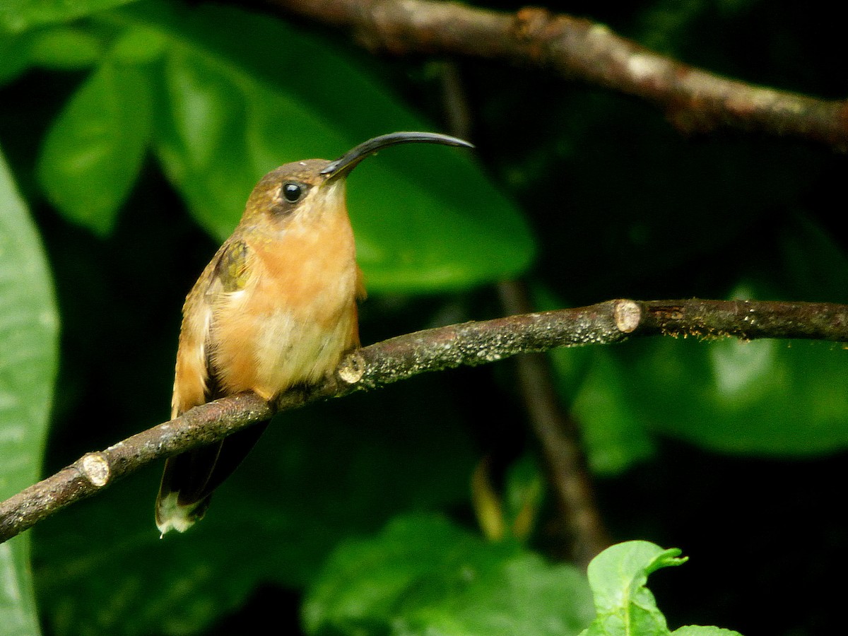 kolibřík bronzový - ML492554141
