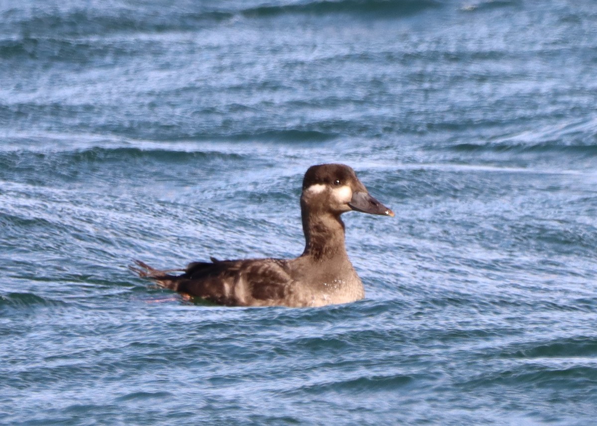 eBird Québec Checklist - 10 Oct 2022 - Hungry Bay (baie, halte, Ch. du ...