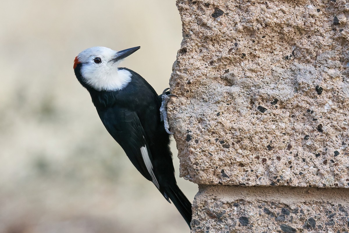 White-headed Woodpecker - ML492564991