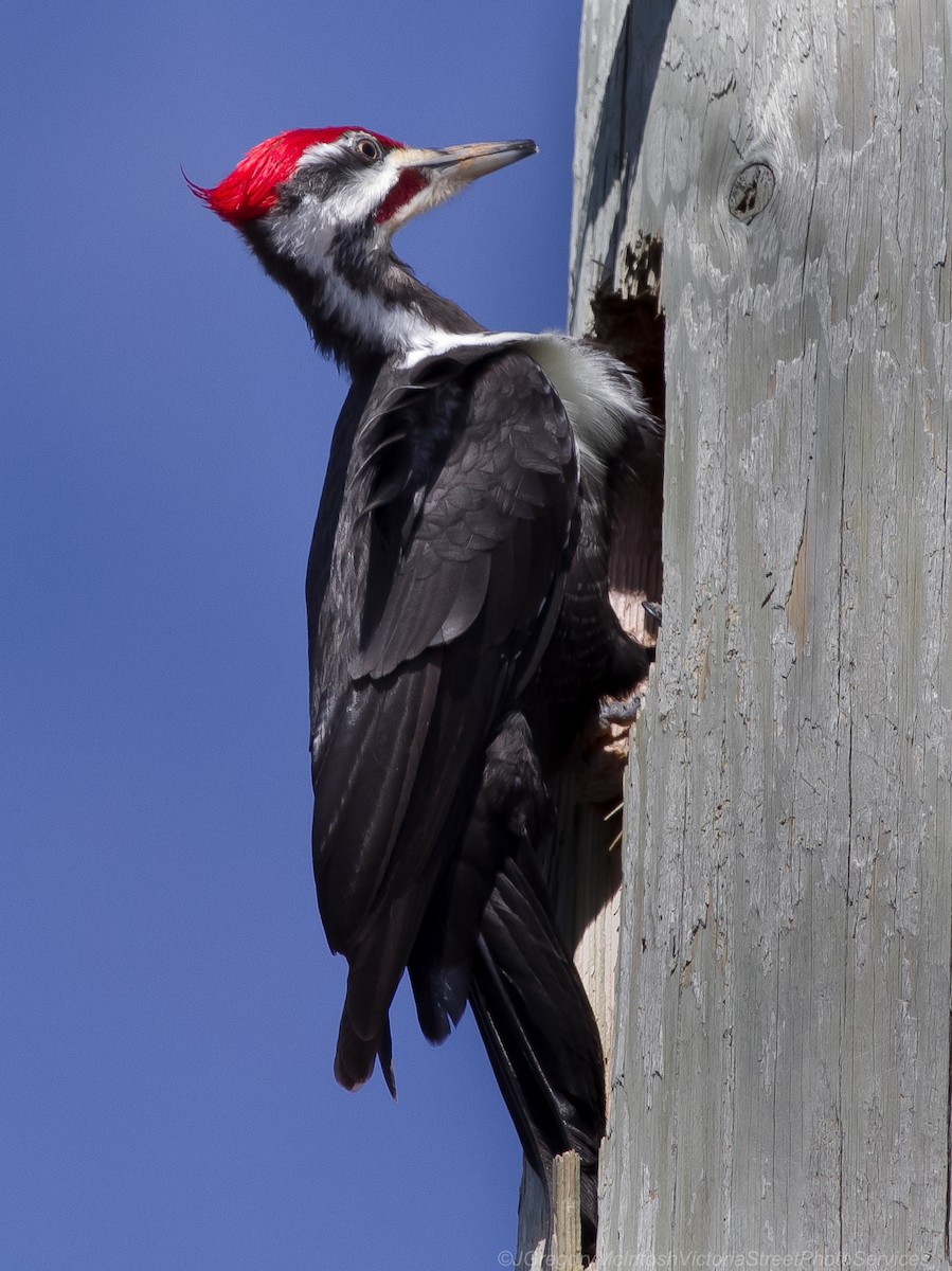 Pileated Woodpecker - Greg McIntosh