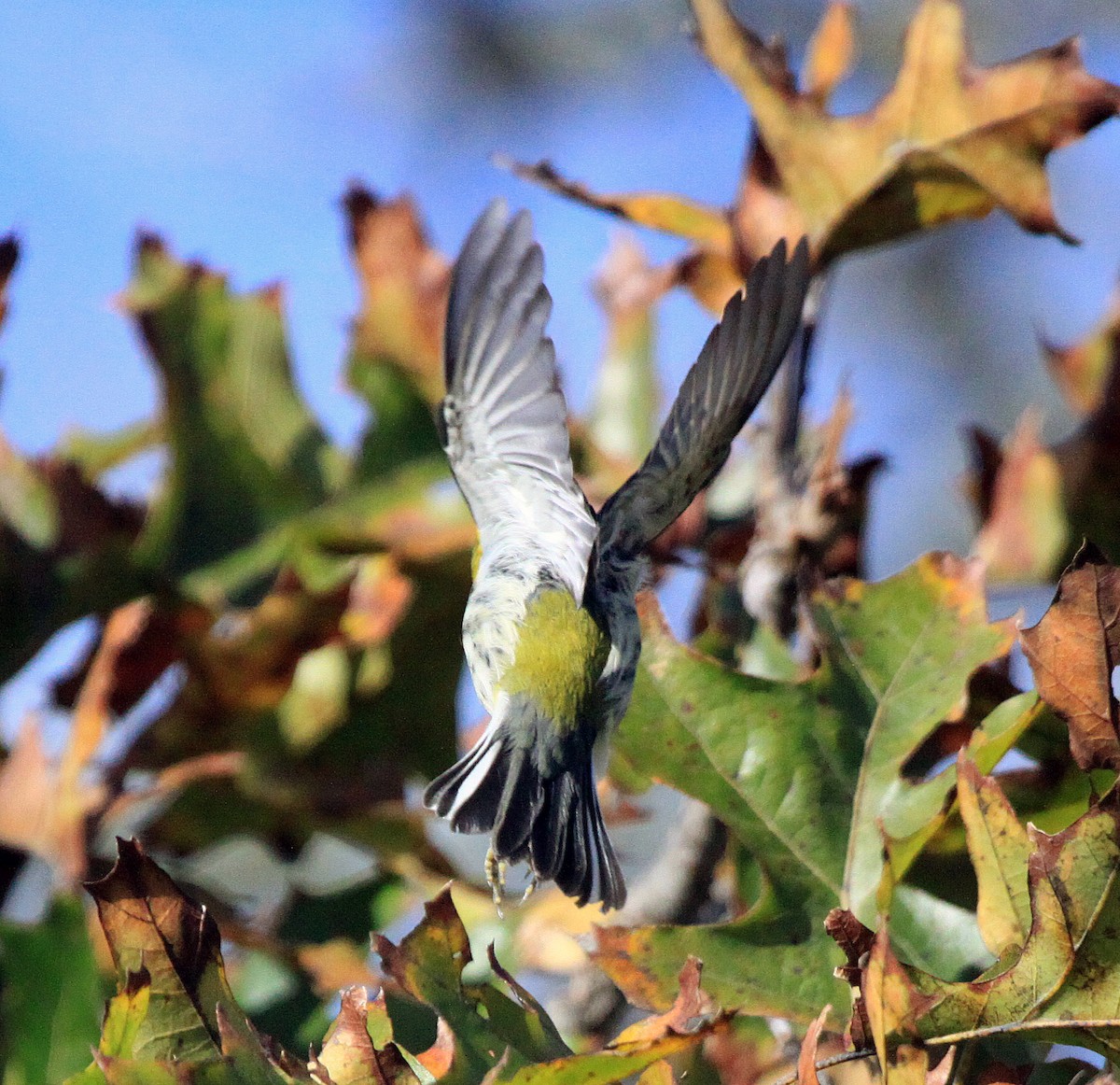 Black-throated Green Warbler - ML492577591