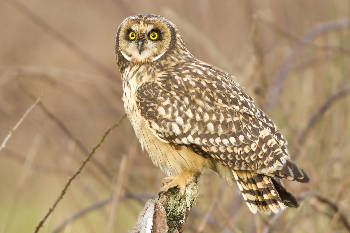 Short-eared Owl - ML492584841