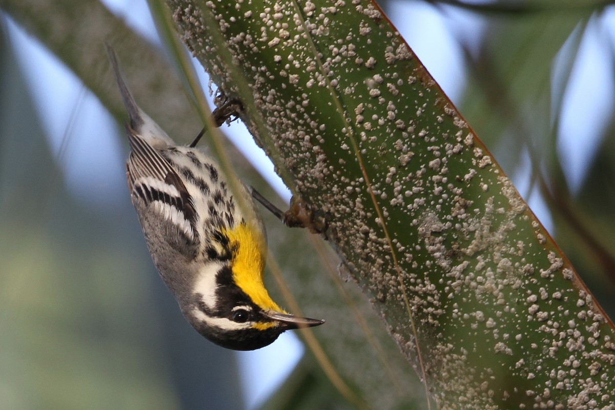 Yellow-throated Warbler (dominica/stoddardi) - Meg Rousher
