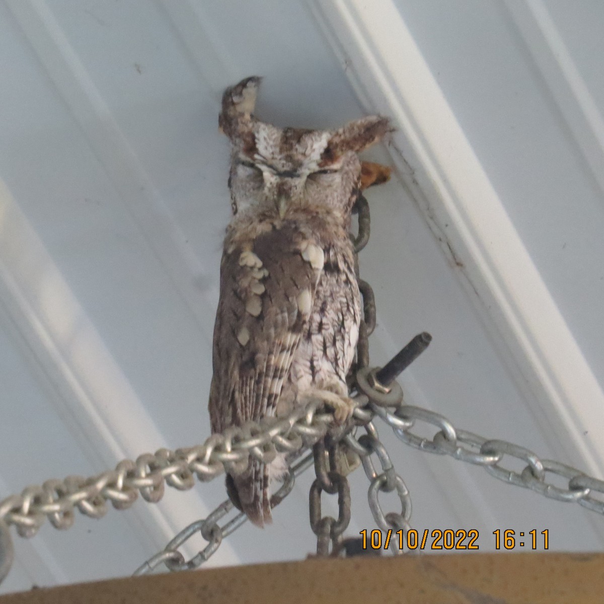 Eastern Screech-Owl - ML492608101