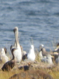 pelikán hnědý - ML492608951