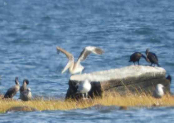 pelikán hnědý - ML492608971
