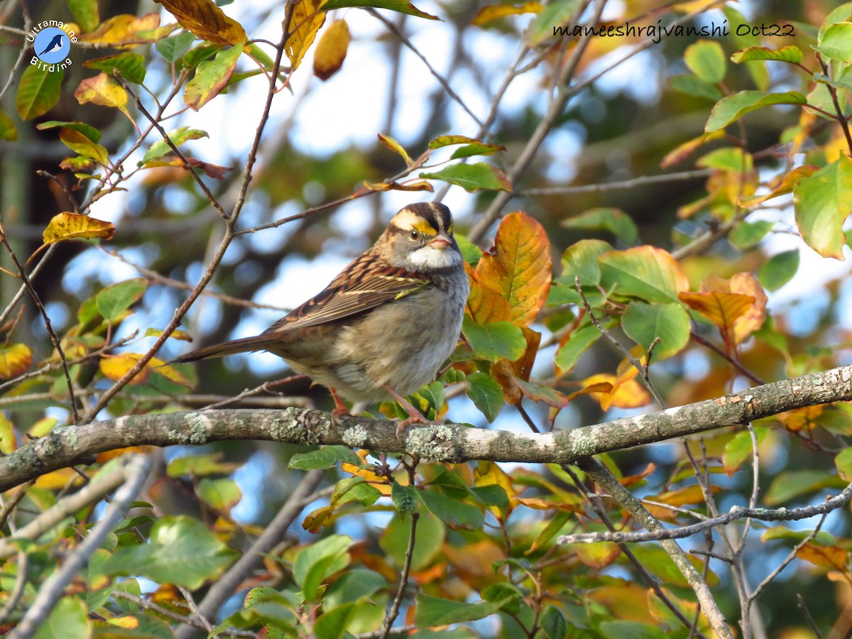 White-throated Sparrow - ML492612131