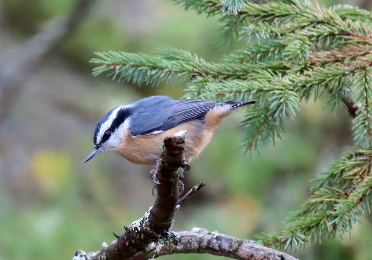 Red-breasted Nuthatch - ML492612931