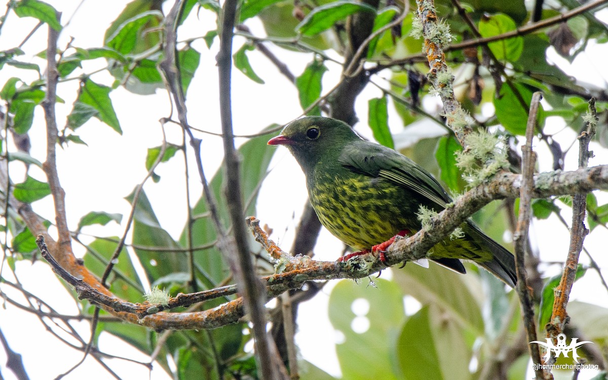 Green-and-black Fruiteater - ML492613991