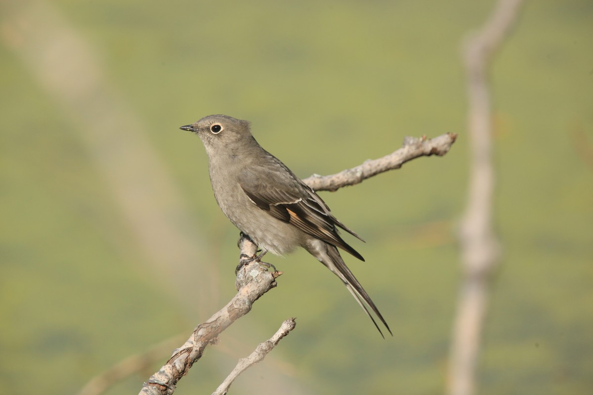 Townsend's Solitaire - Paul Miller