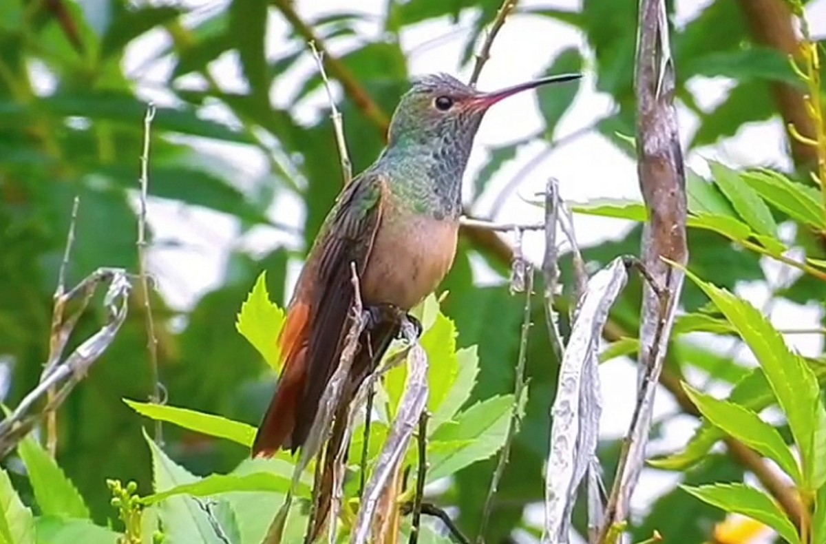 Buff-bellied Hummingbird - ML492621171