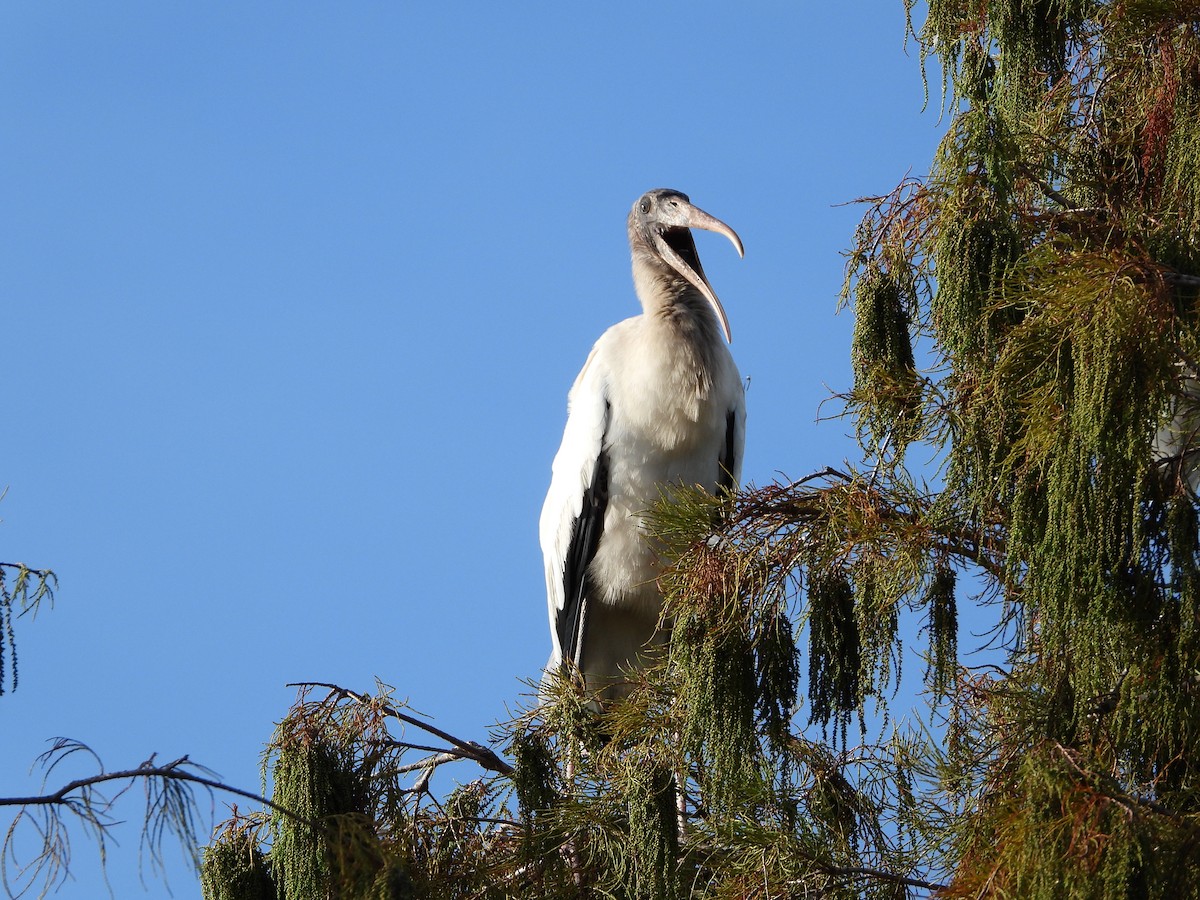 Wood Stork - Mark Penkower