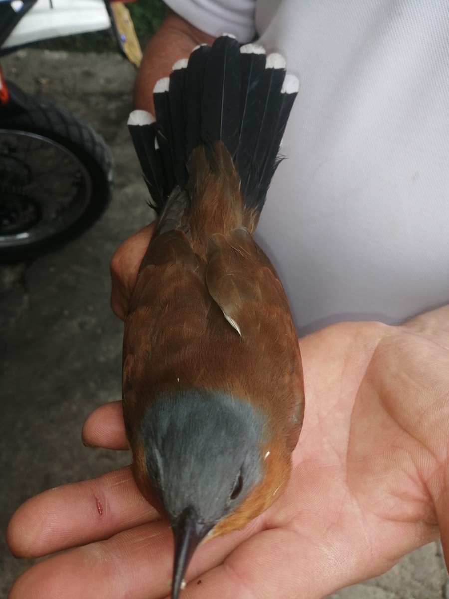 Gray-capped Cuckoo - ML492625211