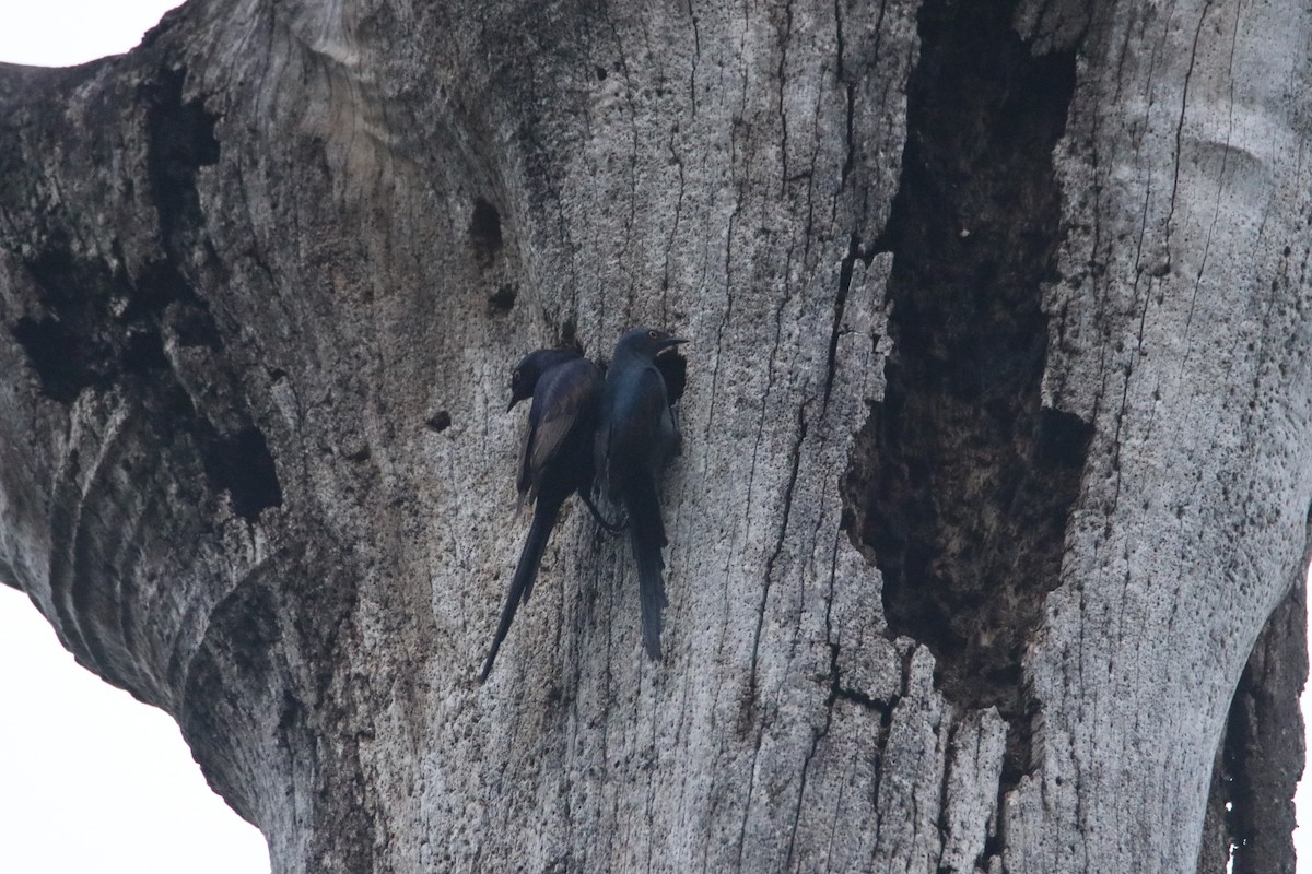 Narrow-tailed Starling - Robert McCormick