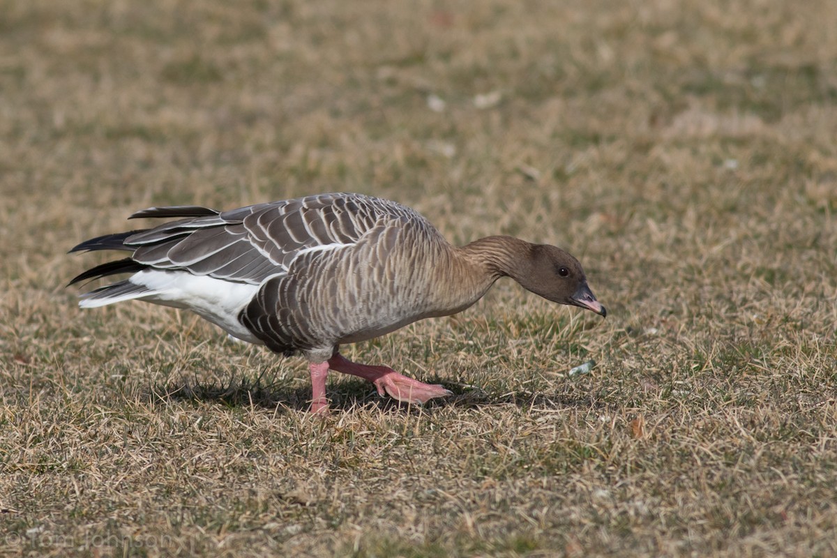 Pink-footed Goose - Tom Johnson