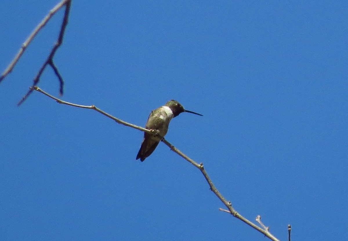 Black-chinned Hummingbird - ML49262791