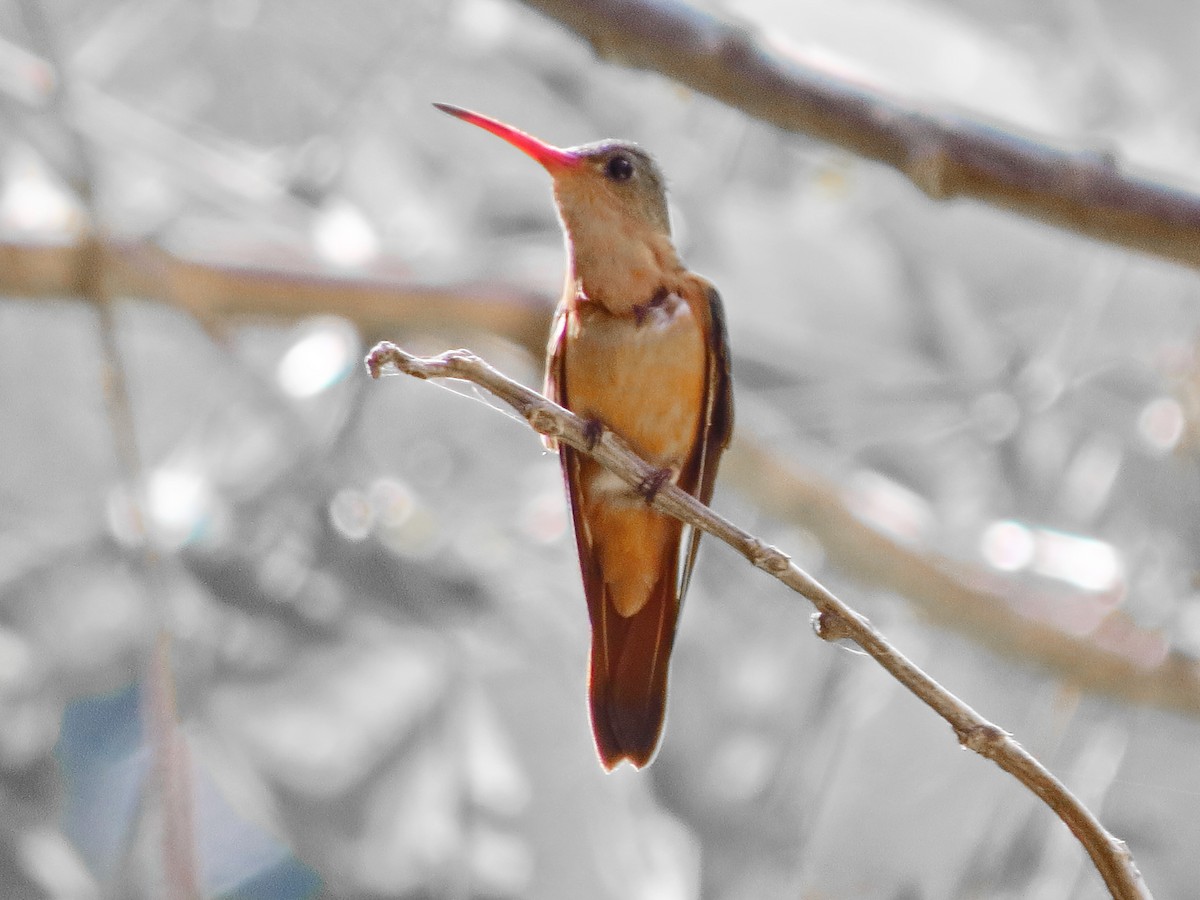 Cinnamon Hummingbird - William Proebsting