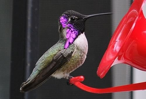 Costa's Hummingbird - Gord Gadsden