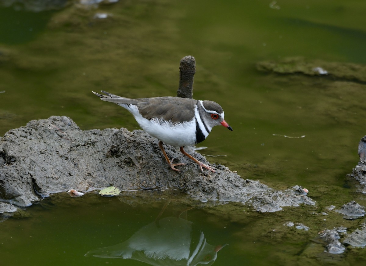 Three-banded Plover - ML492642361