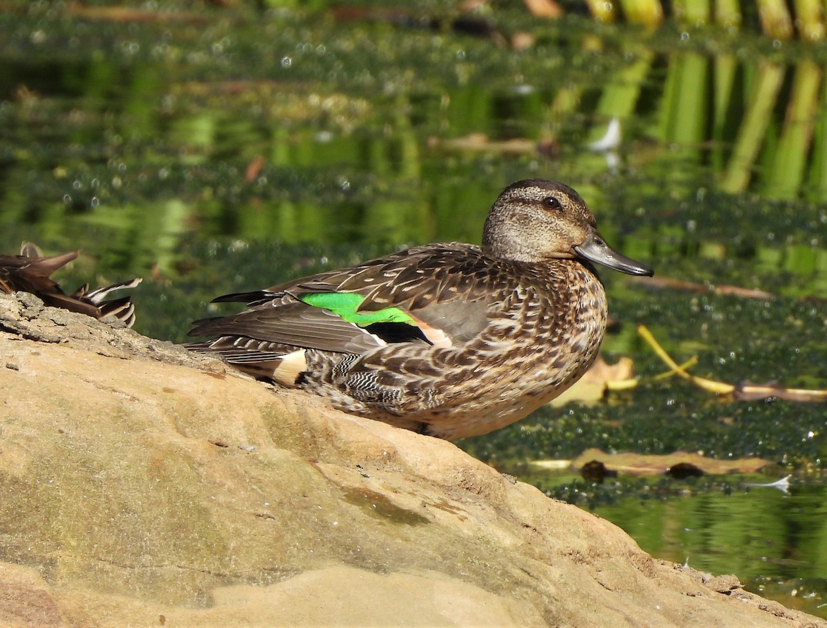 Green-winged Teal - ML492644081