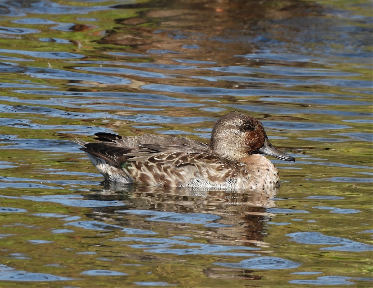 Green-winged Teal - ML492644091