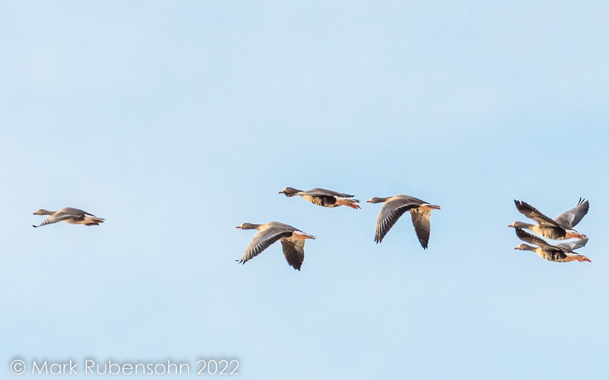 Greater White-fronted Goose - ML492650051