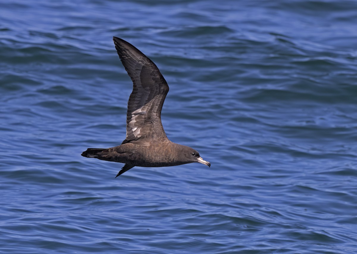 Flesh-footed Shearwater - ML492650231