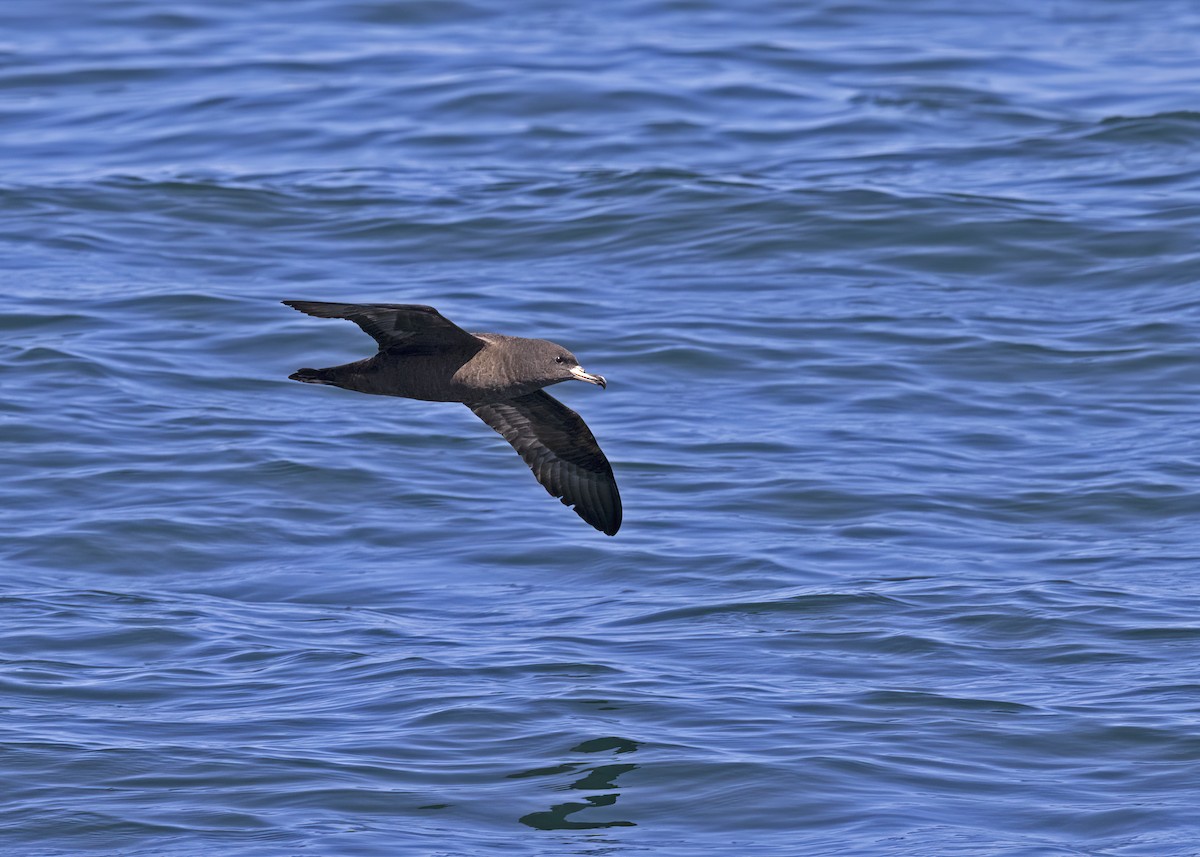 Flesh-footed Shearwater - ML492650241