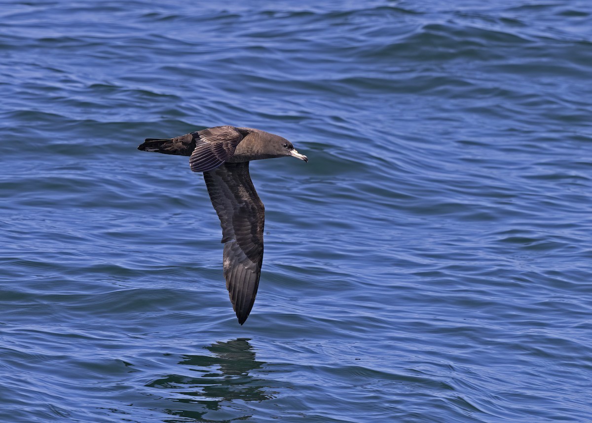 Flesh-footed Shearwater - ML492650251