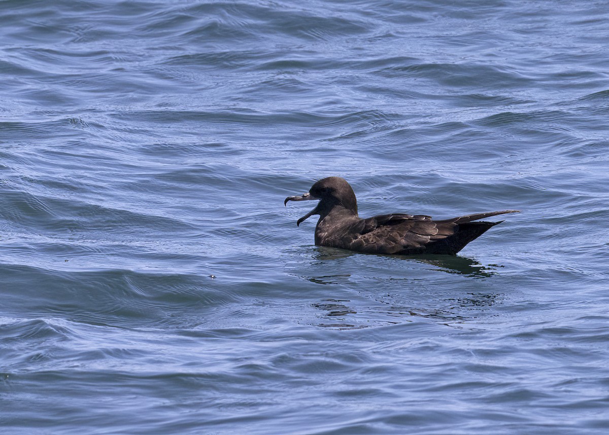 Flesh-footed Shearwater - ML492651181