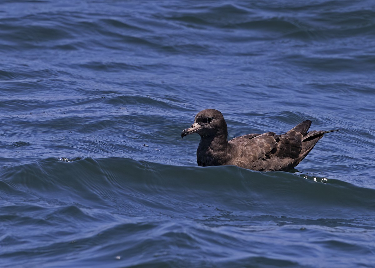 Flesh-footed Shearwater - ML492651191