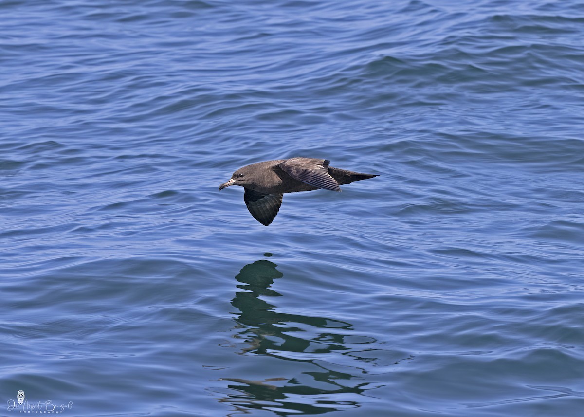 Flesh-footed Shearwater - ML492651201