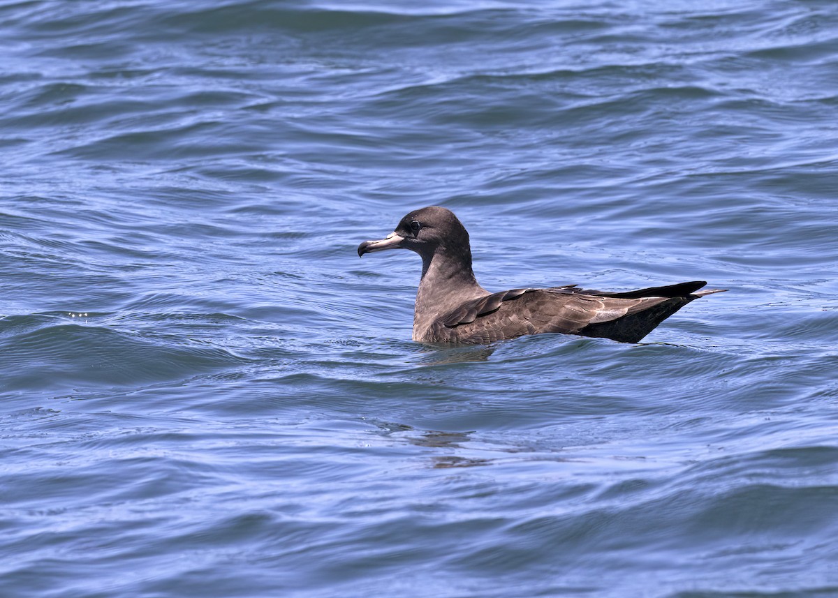 Flesh-footed Shearwater - ML492651551