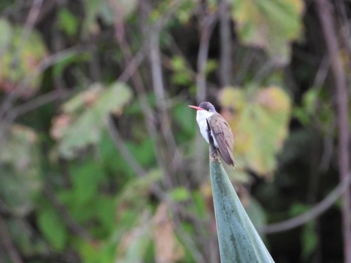 Violet-crowned Hummingbird - ML492653961