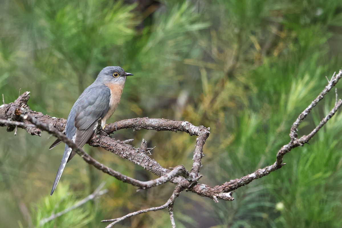 eBird Checklist - 11 Oct 2022 - Yengo National Park--Mogo Campground ...