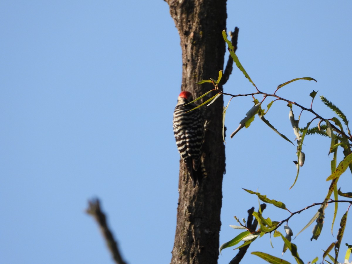 Ladder-backed Woodpecker - ML492655641