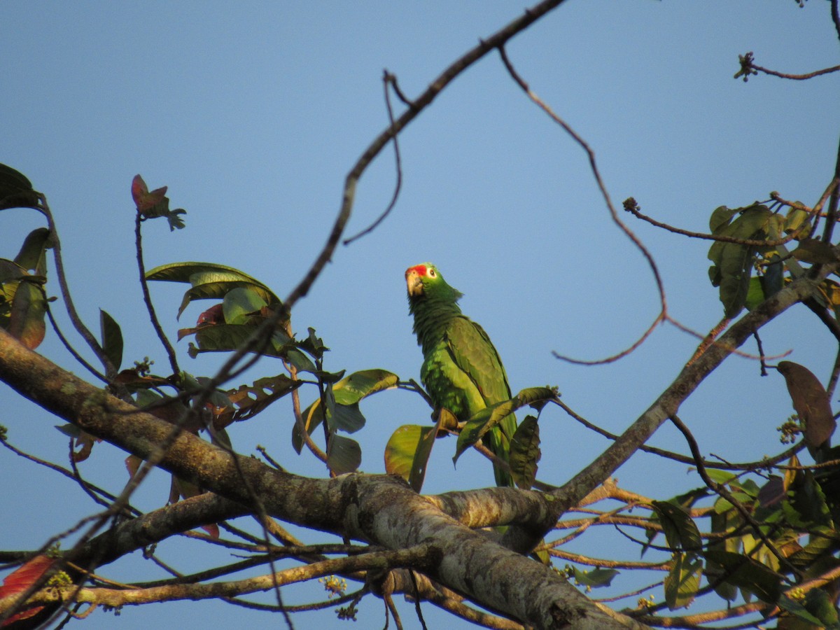 Red-lored Parrot - Sahas Barve